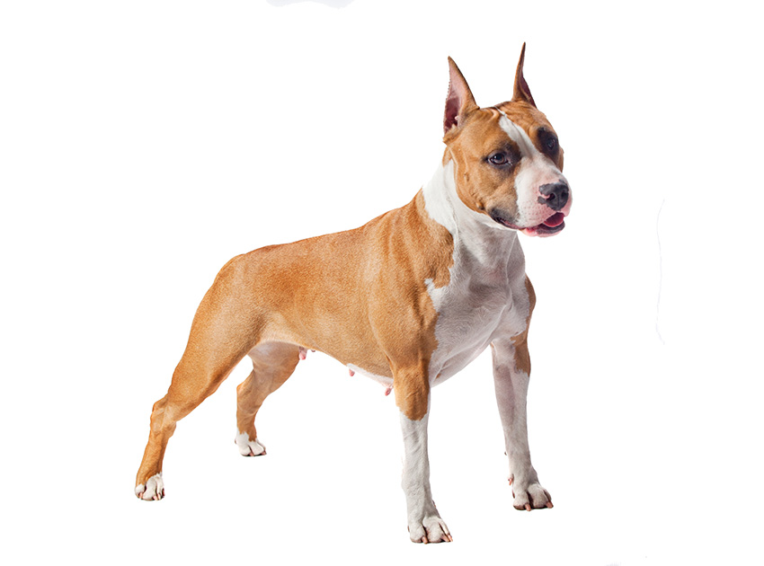 STAFFORDSHIRE TERRIER AMERICAIN